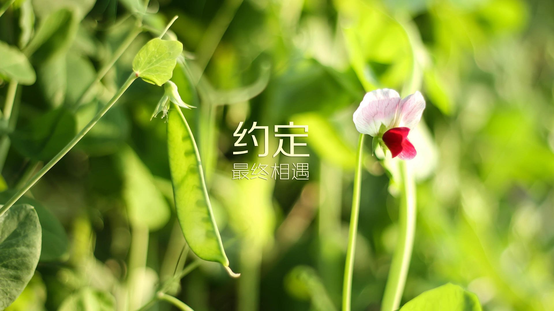 开云网页版-迈克尔·福斯突破极限夺冠，赛后赛场瞬间，迈克尔-j-福克斯